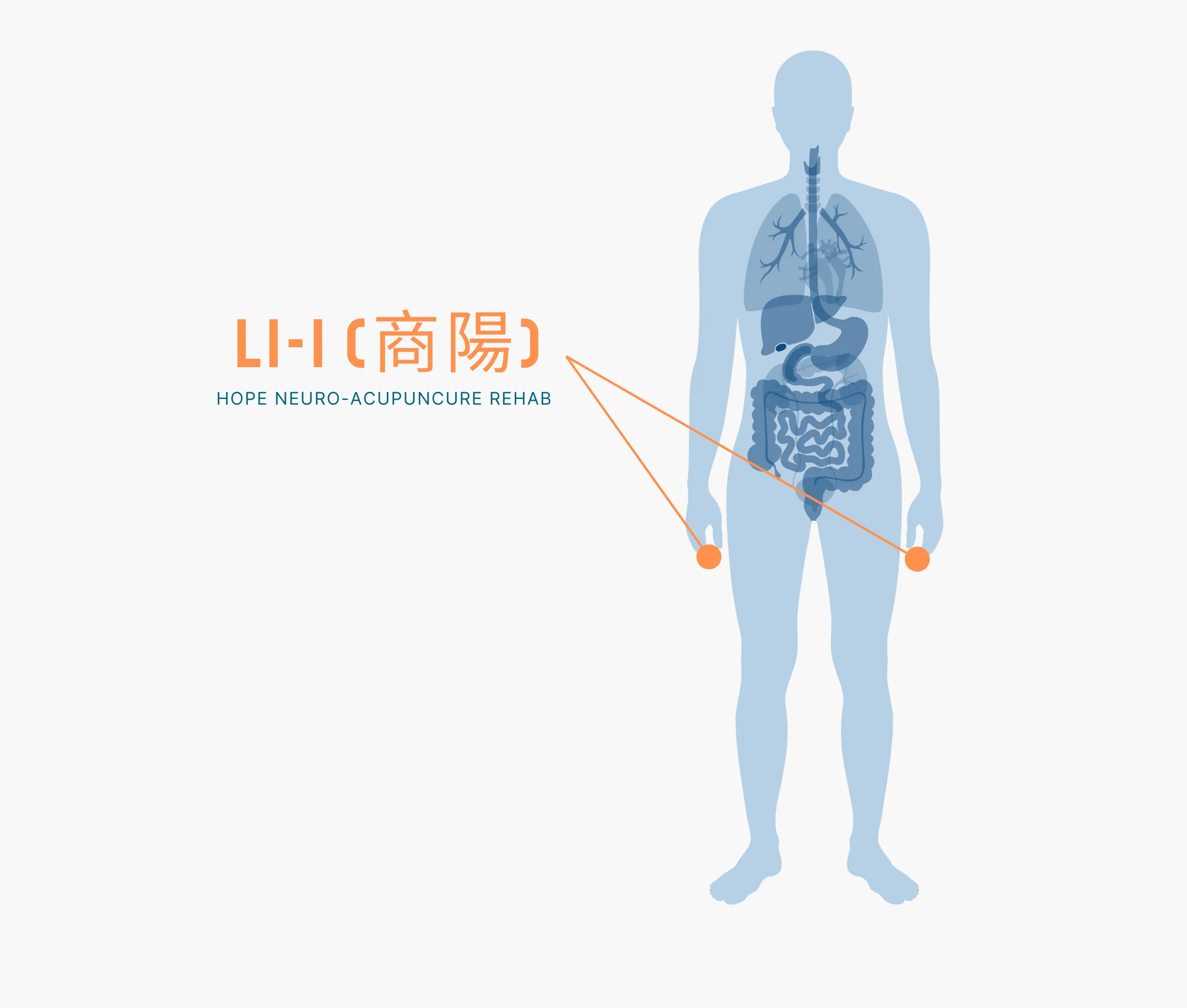 Diagram Showing Where the Li 1 Acupuncture Point is within the Large Intestine Meridians