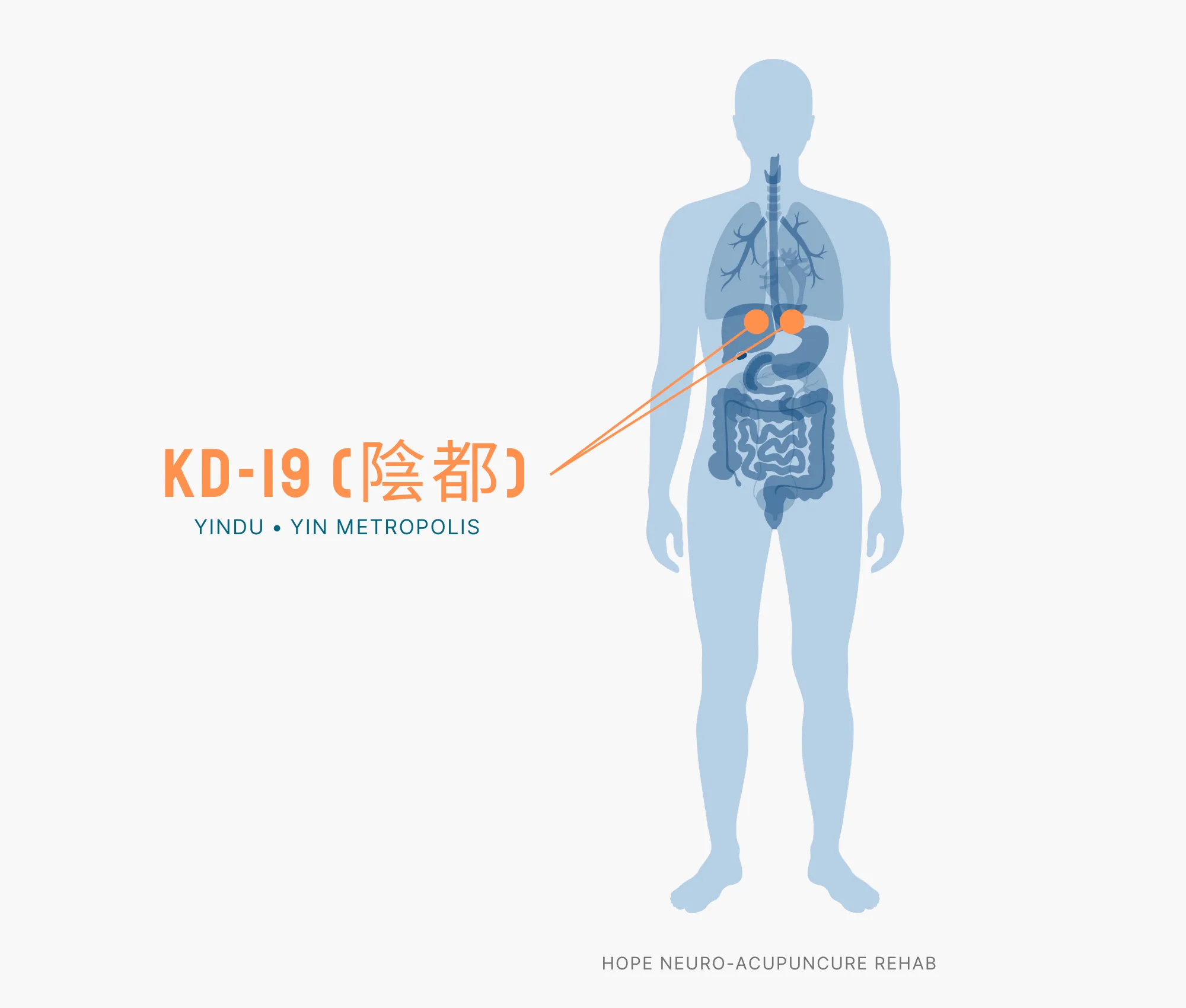 Diagram Showing Where the KD-19 Acupuncture Point (also known as Yindu or Yin Metropolis) is within the Kidney Meridians