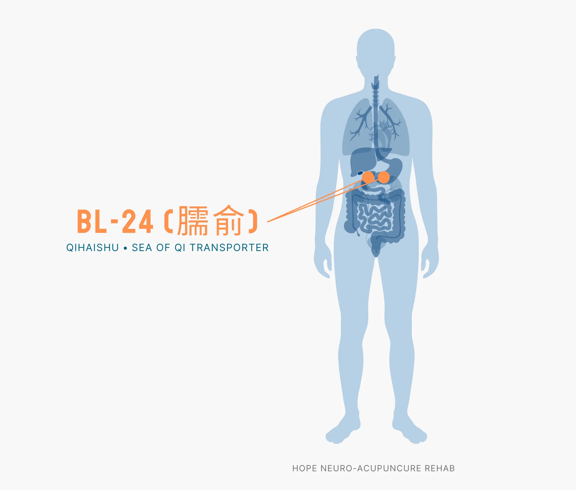 Diagram Showing Where the BL-24 Acupuncture Point (also known as Qihaishu or Sea of Qi Transporter) is within the Bladder Meridians