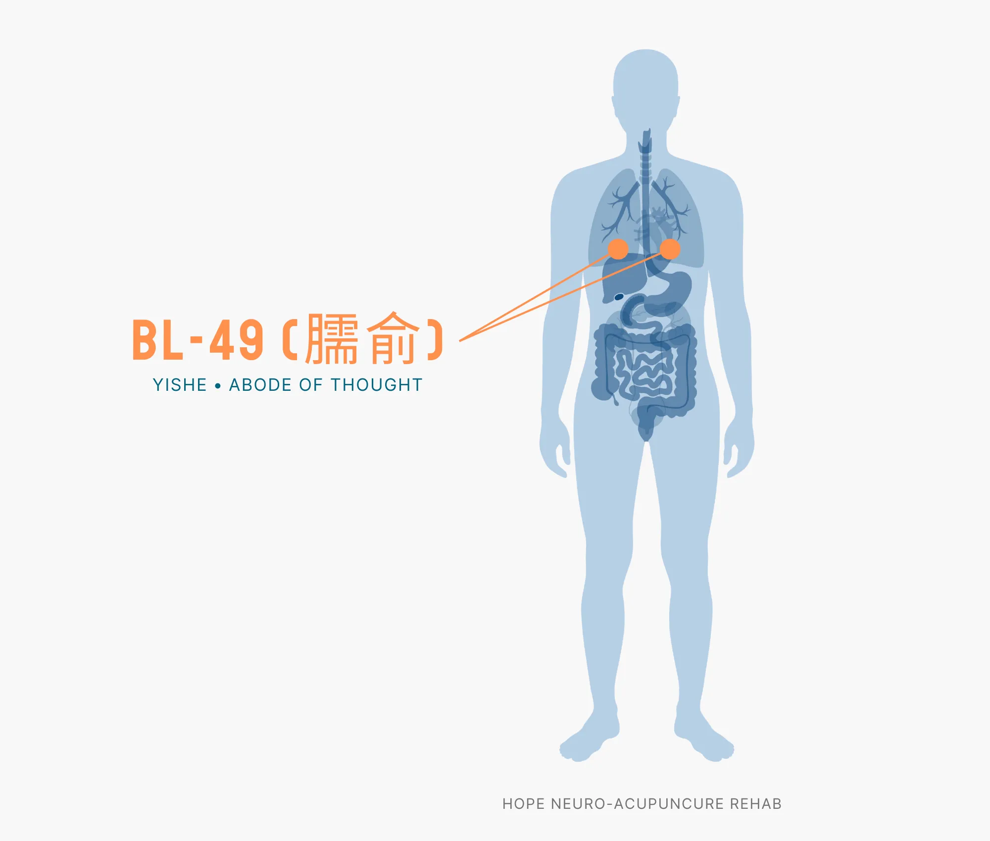 Diagram Showing Where the BL-49 Acupuncture Point (also known as Yishe or Abode of Thought) is within the Bladder Meridians