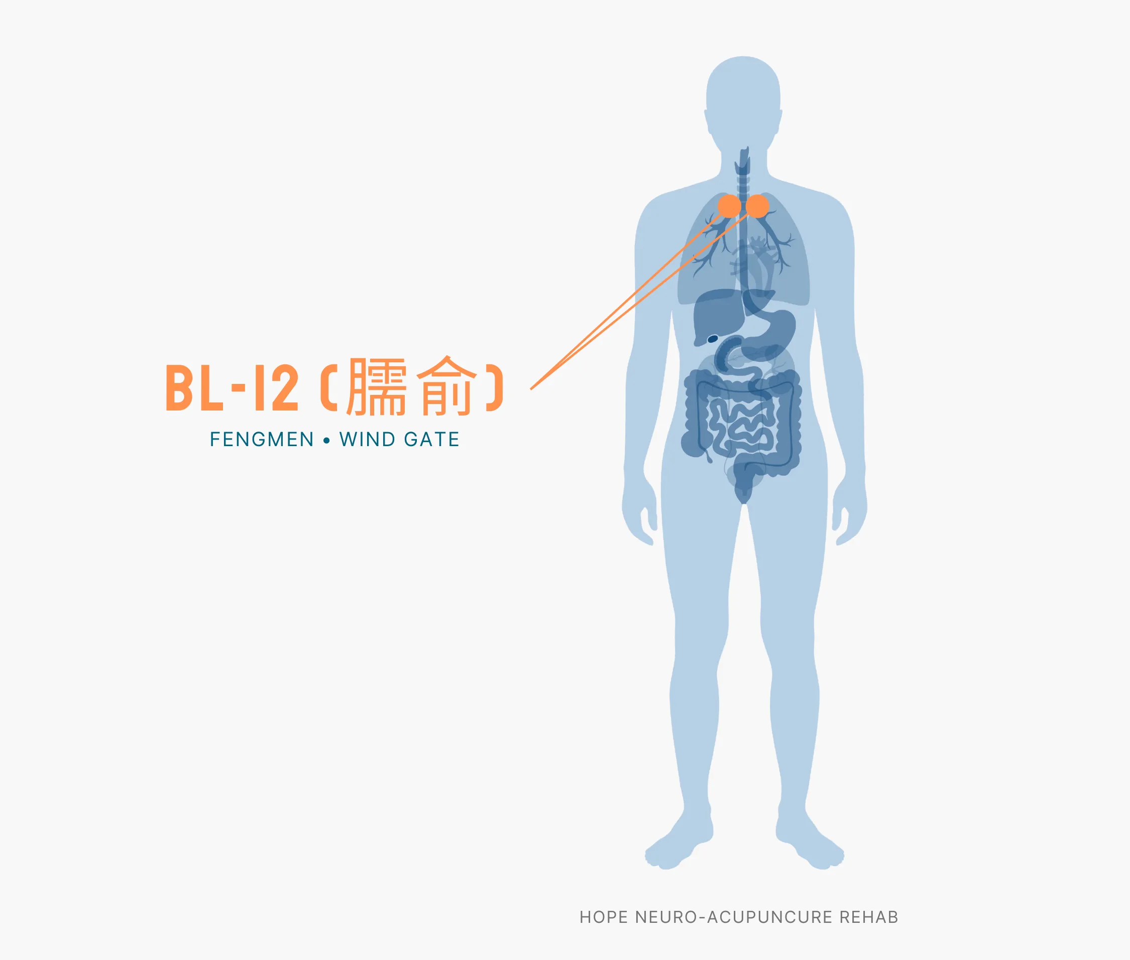 Diagram Showing Where the BL-12 Acupuncture Point (also known as Fengmeng or Wind Gate) is within the Bladder Meridians