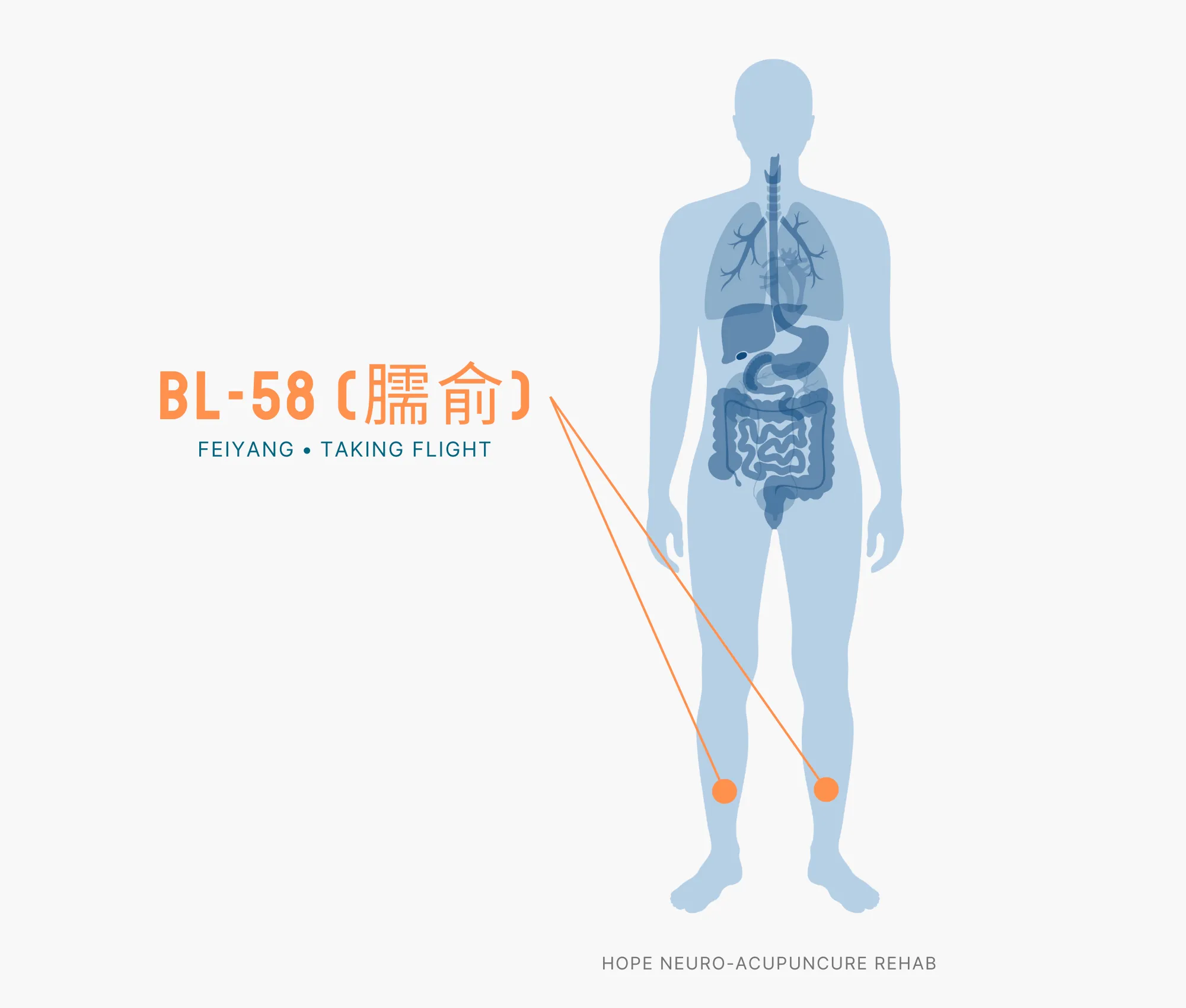 Diagram Showing Where the BL-58 Acupuncture Point (also known as Huangmen or Vital Gate) is within the Bladder Meridians