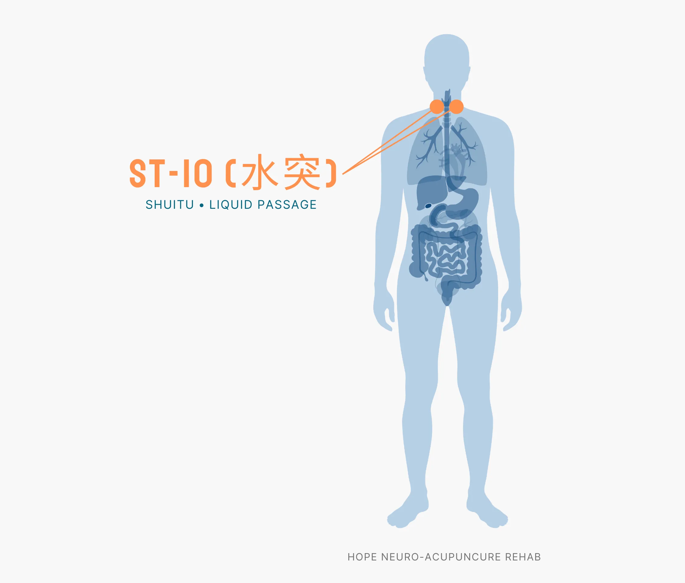 Diagram Showing Where the ST-10 Acupuncture Point (also known as Shuitu or Liquid Passage) is within the Stomach Meridians