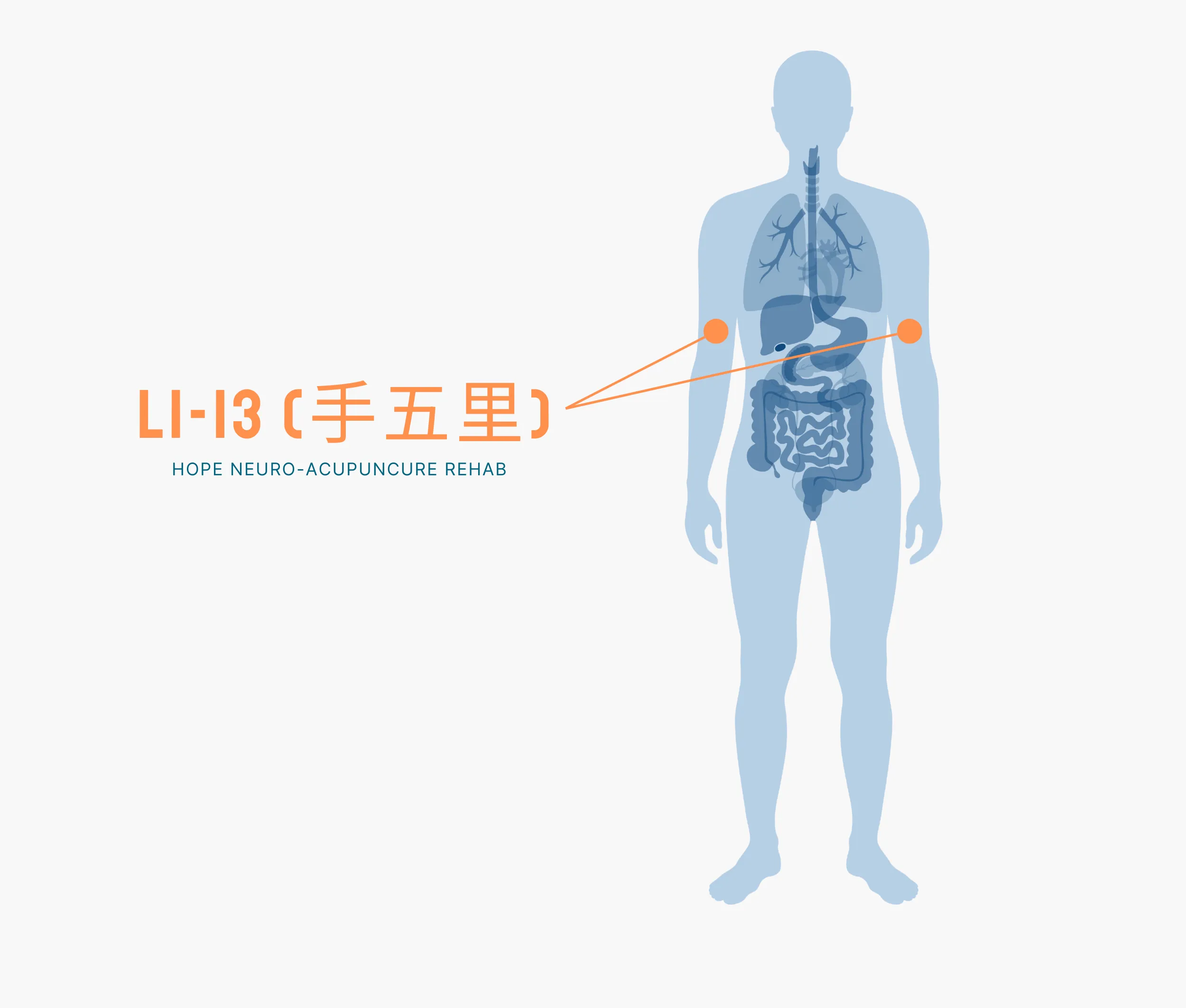Diagram Showing Where the Li 13 Acupuncture Point is within the Large Intestine Meridians