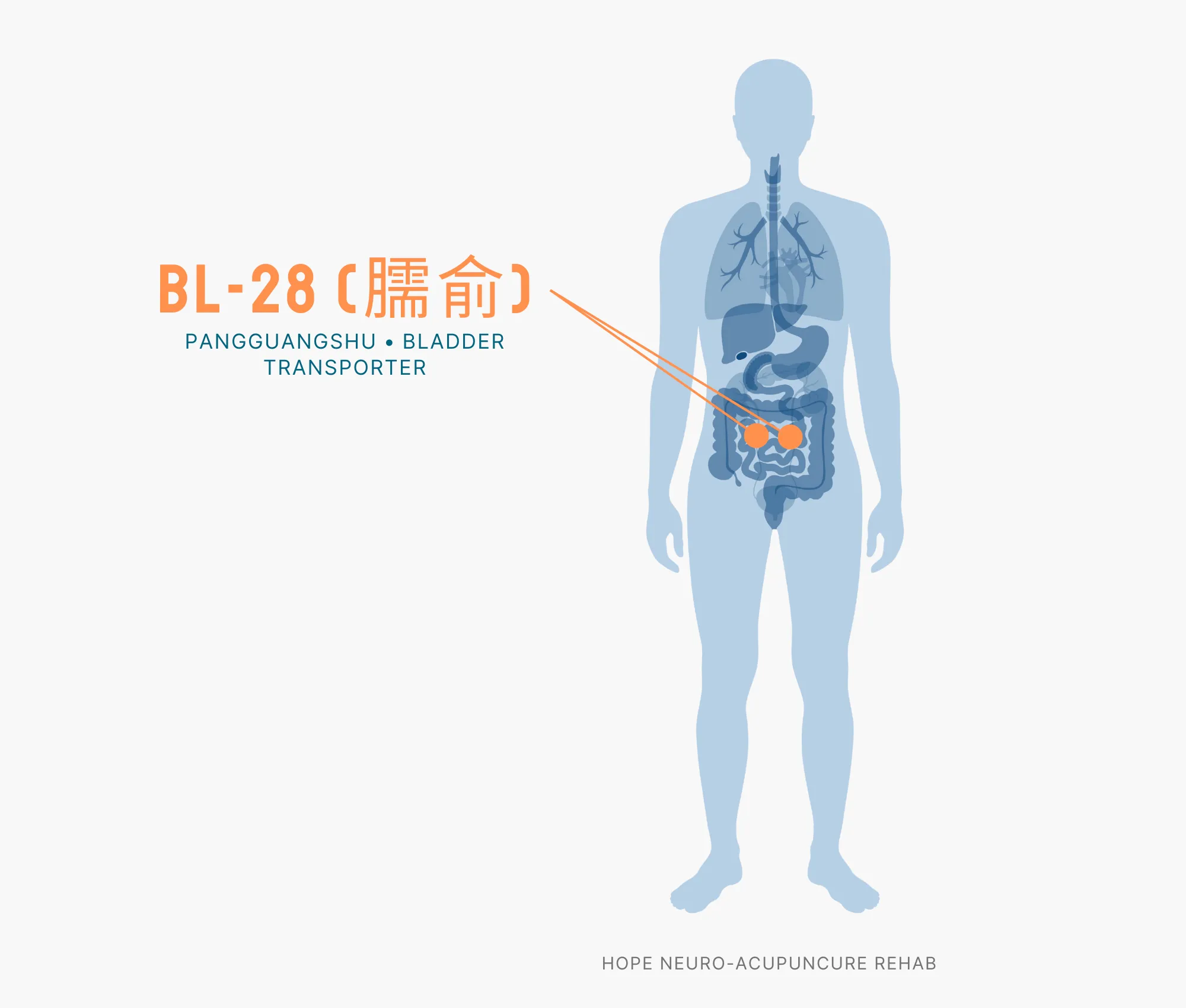 Diagram Showing Where the BL-28 Acupuncture Point (also known as Pangguangshu or Bladder Transporter) is within the Bladder Meridians