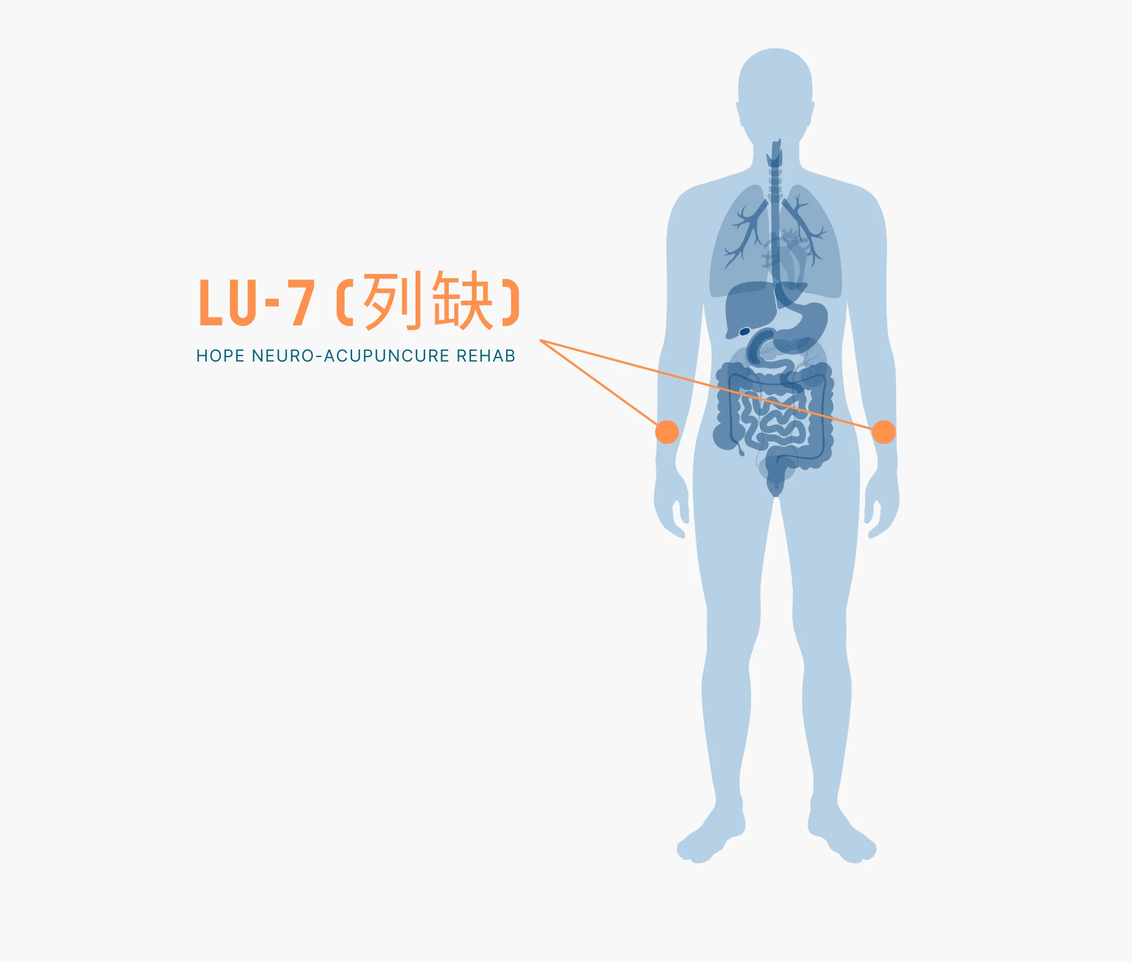 Diagram Showing Where the Lu 7 Acupuncture Point is within the Lung Meridians